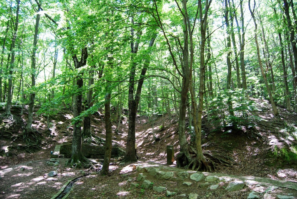 Foto: Montseny (Font Bona - Tordera-Quelle)