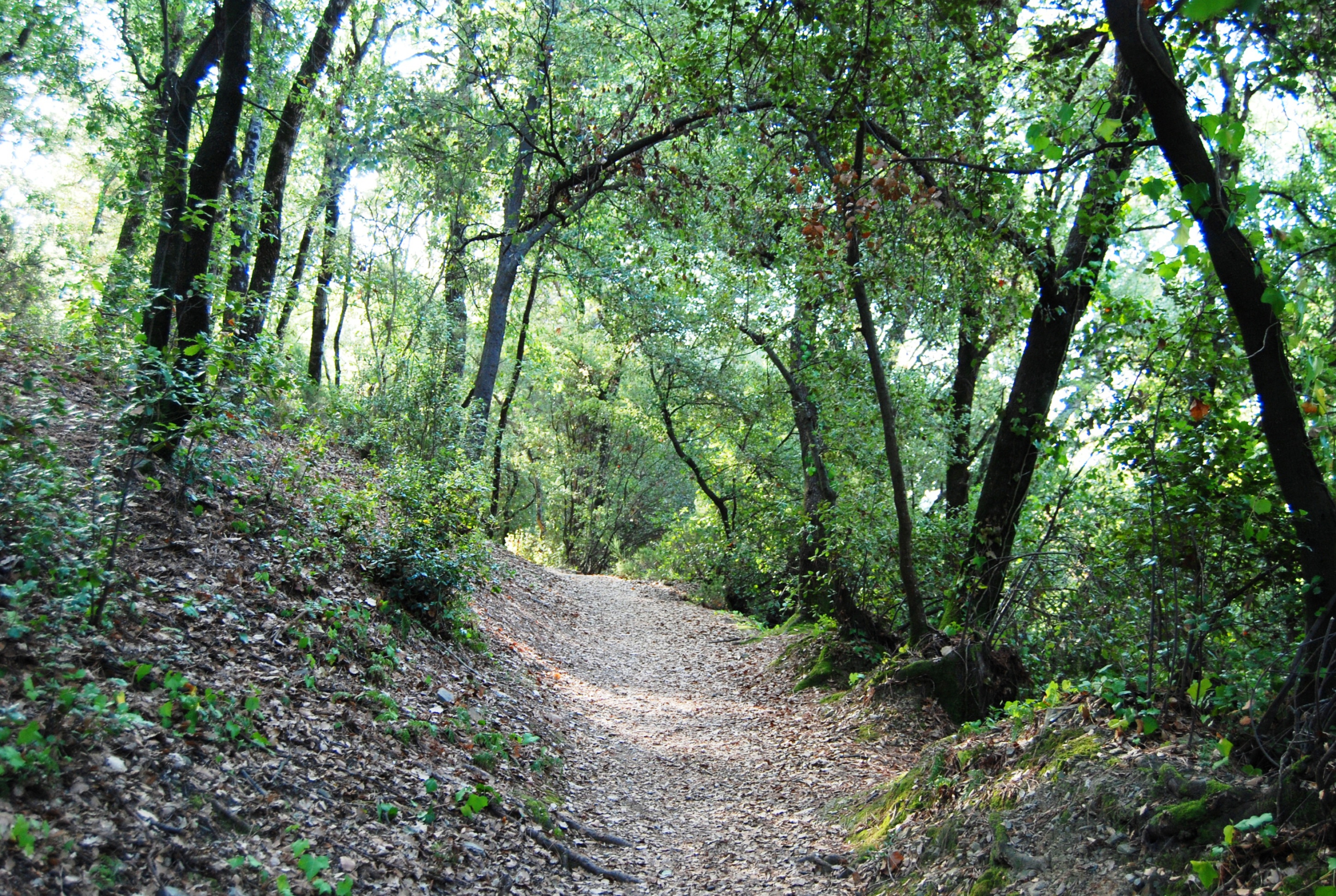 Tram Montseny - Mosqueroles