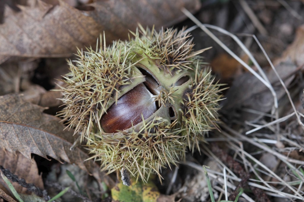 Photo : Parc Naturel du Montseny, châtaignes