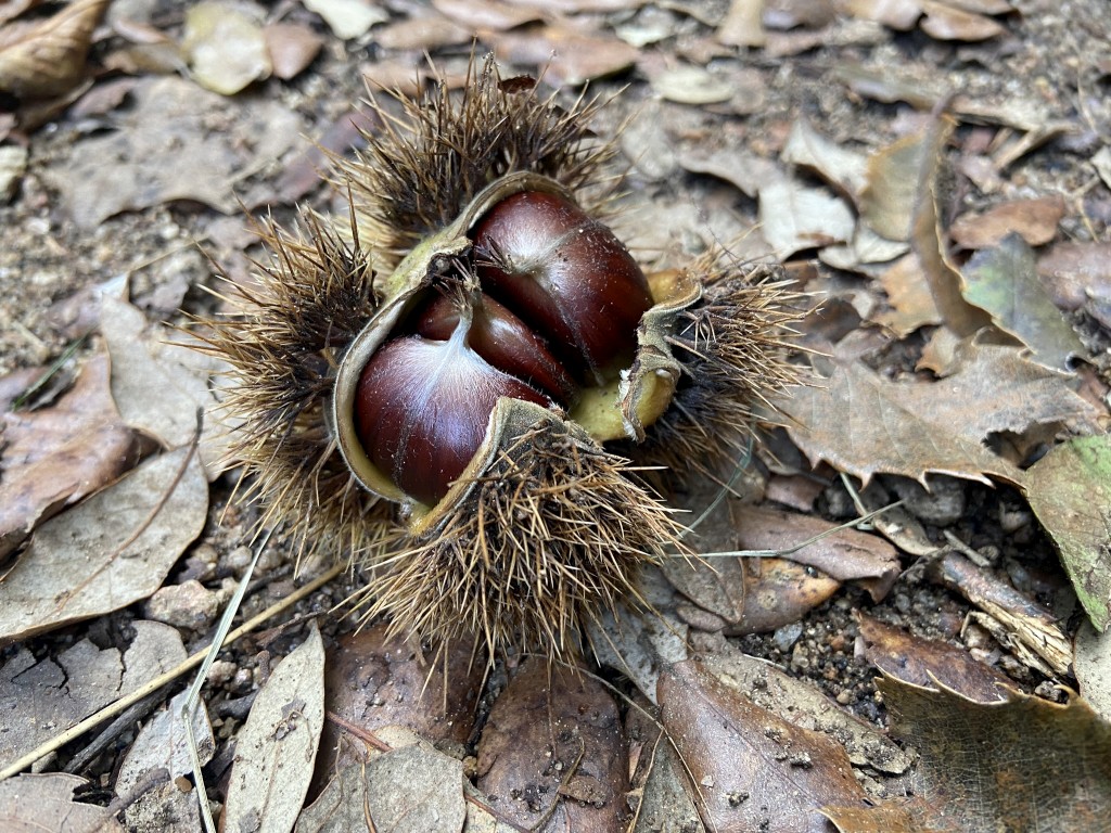 Kastanie, Montseny