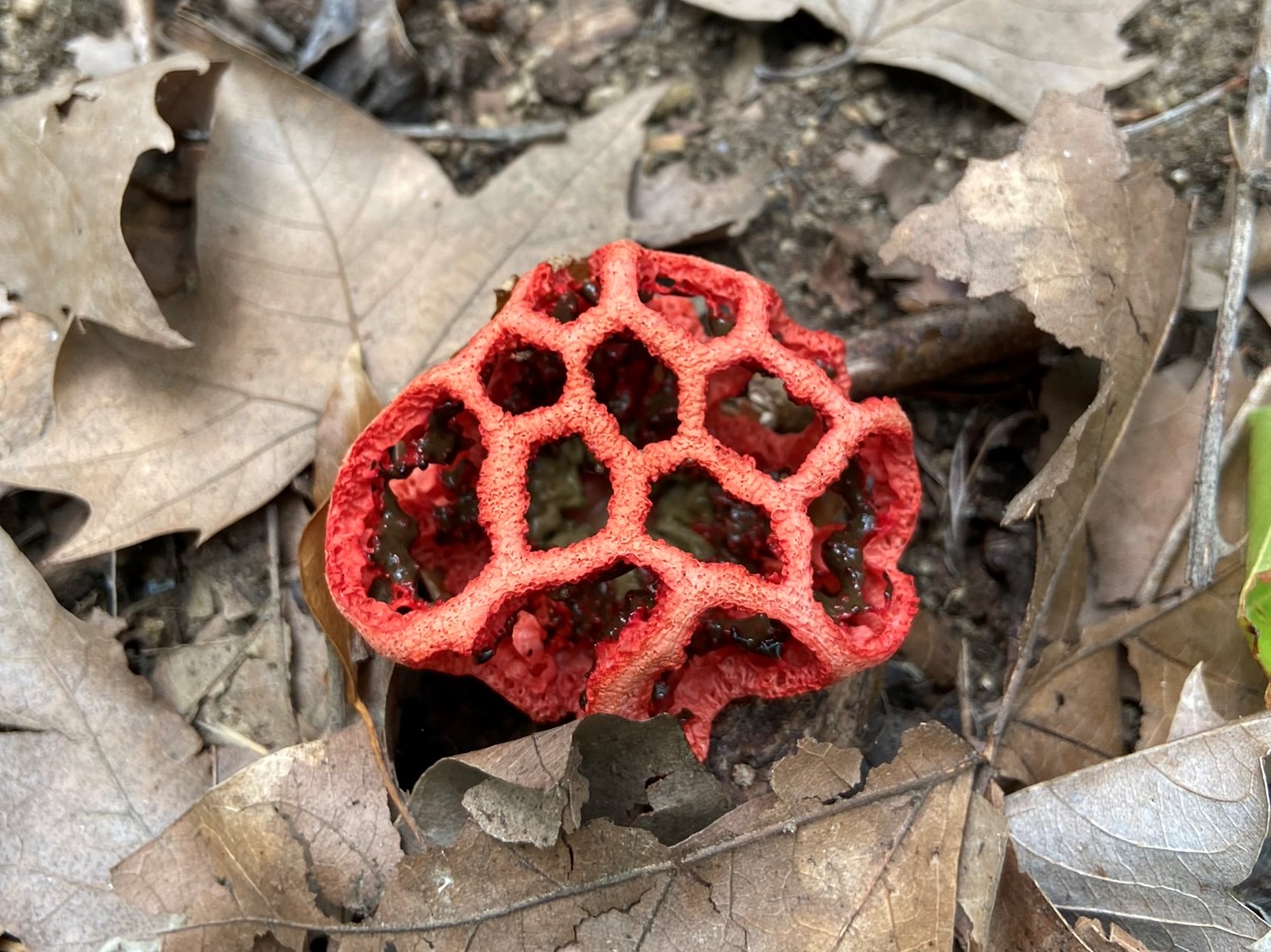 Reixeta del diable. Photo: Tourdera.