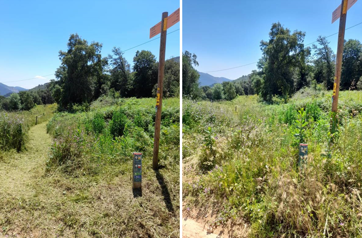 Foto: Tourdera. Control de vegetación en Arbúcies.