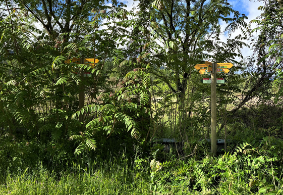 Foto: Tourdera. Rückschnitt der Vegetation um einen Beschilderungspfosten.